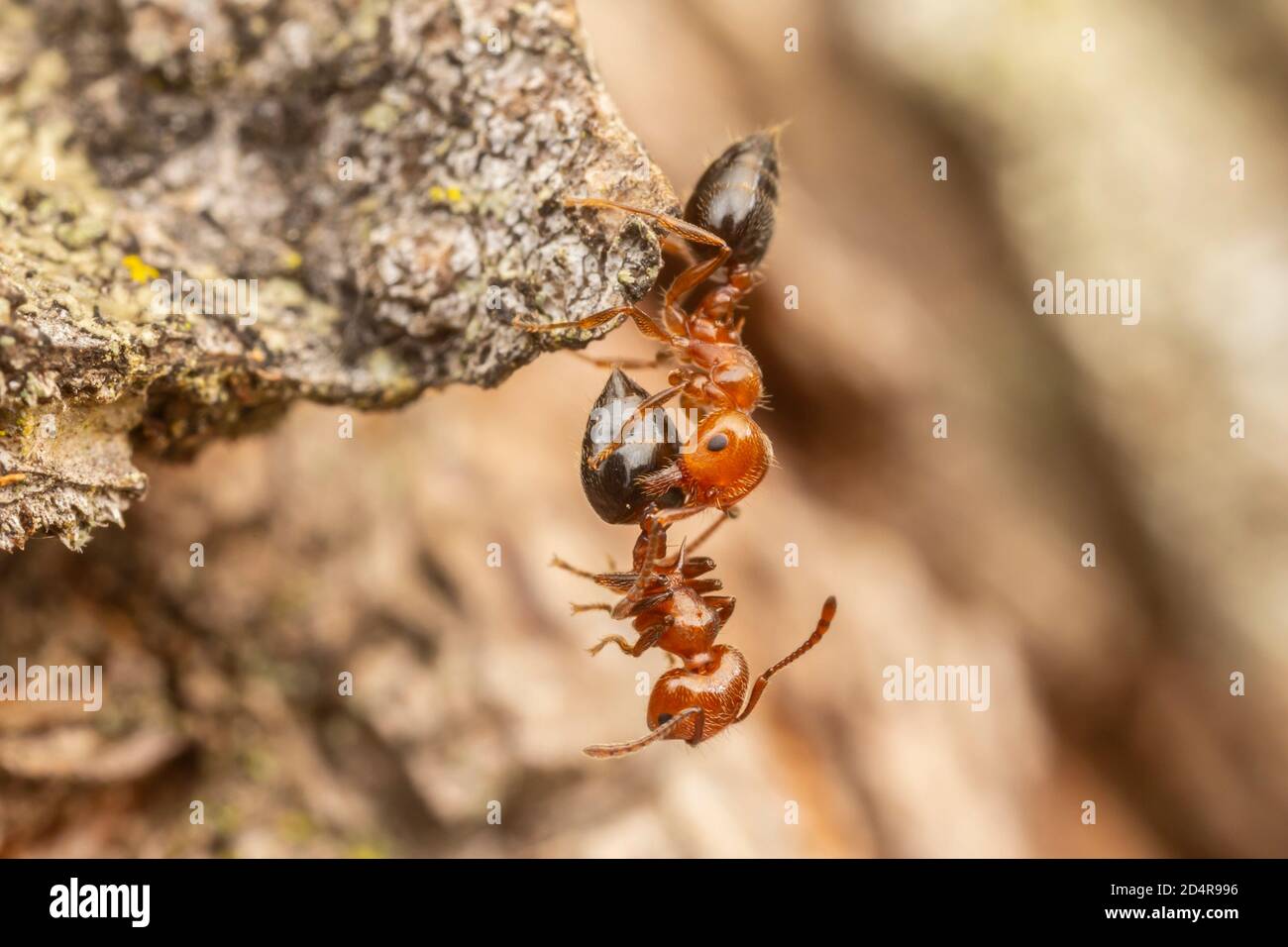 An Acrobat Ant (Crematogaster laeviuscula) worker carries a deceased worker away from the colony Stock Photo