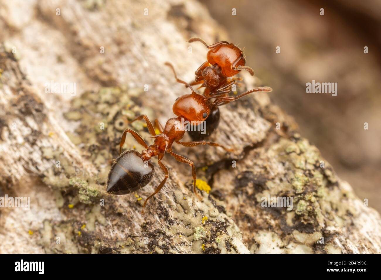 An Acrobat Ant (Crematogaster laeviuscula) worker carries a deceased worker away from the colony Stock Photo