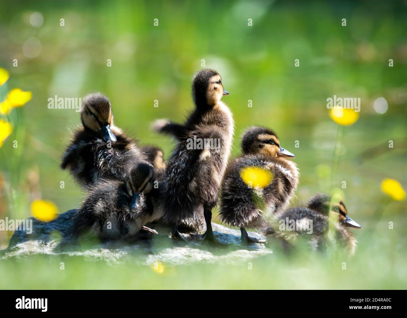 group of young ducklings basking in the sun on the edge of a river ...