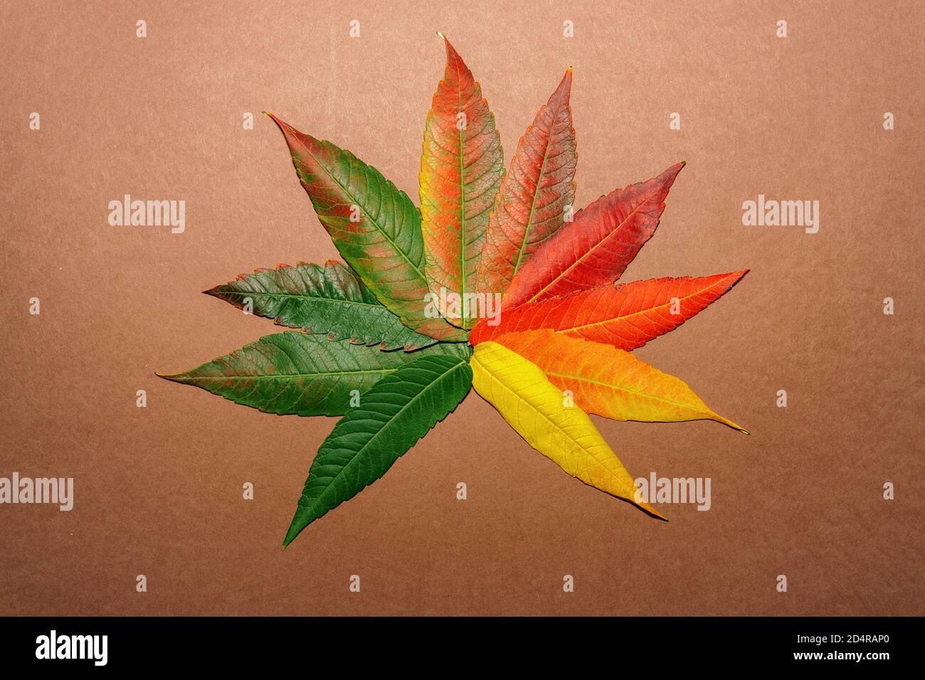 Autumn leaf made with autumn colorful leaves Stock Photo