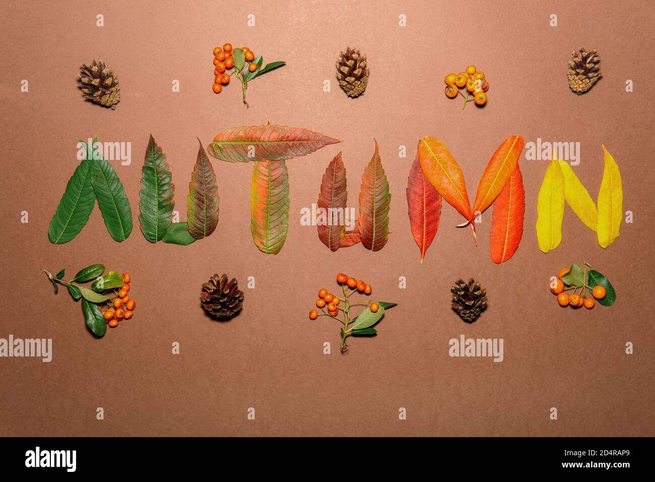 Autumn letters made with autumn leaves Stock Photo