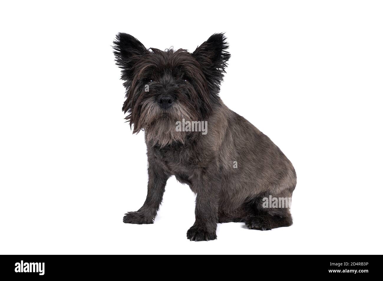 A Black Cairn terrier sitting in front of white background Stock