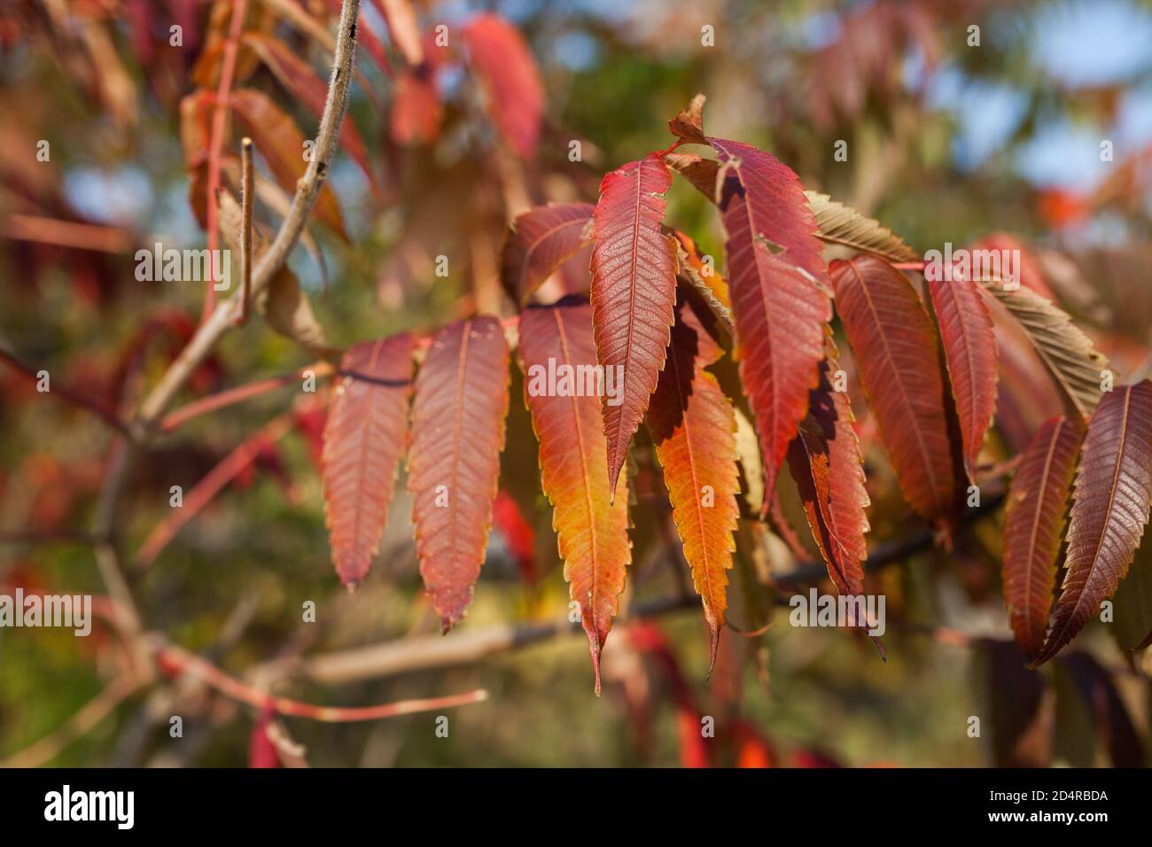 Fall color sumac Stock Photo Alamy