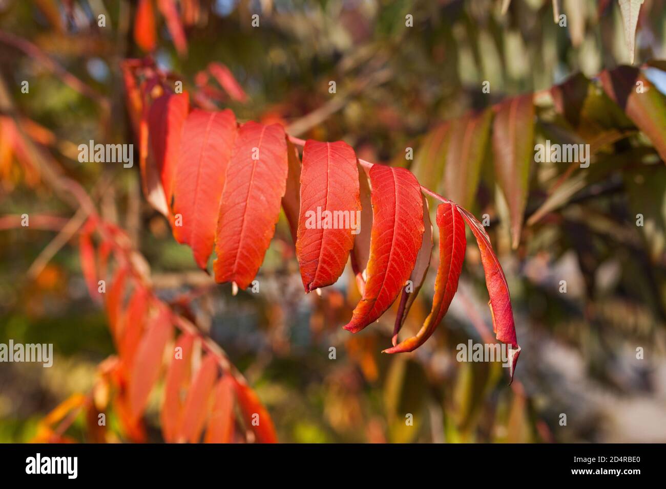 Fall color sumac Stock Photo Alamy