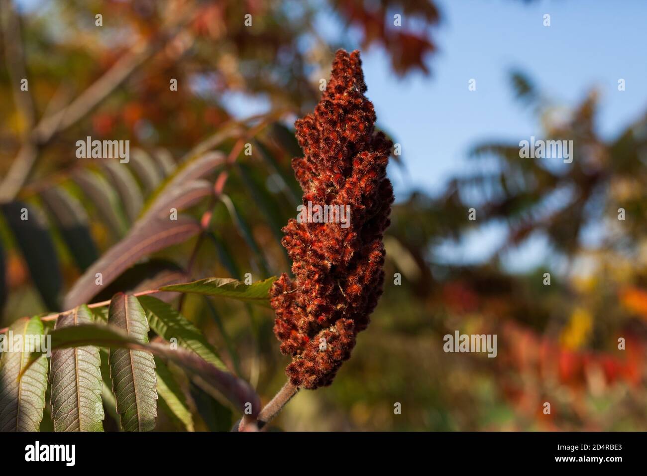 Fall color sumac Stock Photo Alamy