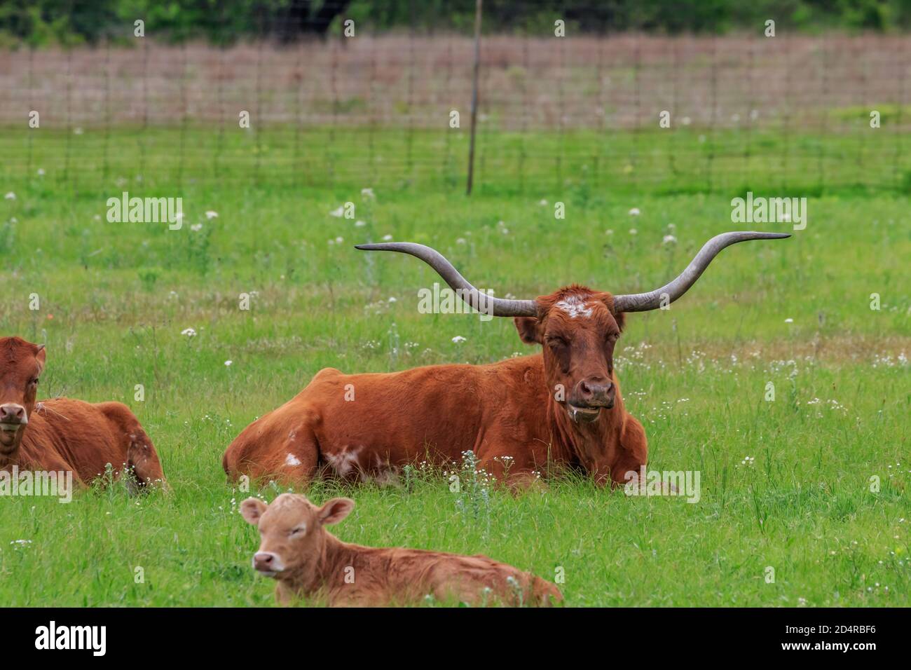 Longhorn cattle (Bos taurus) in Oklahoma's Wichita Mountains National