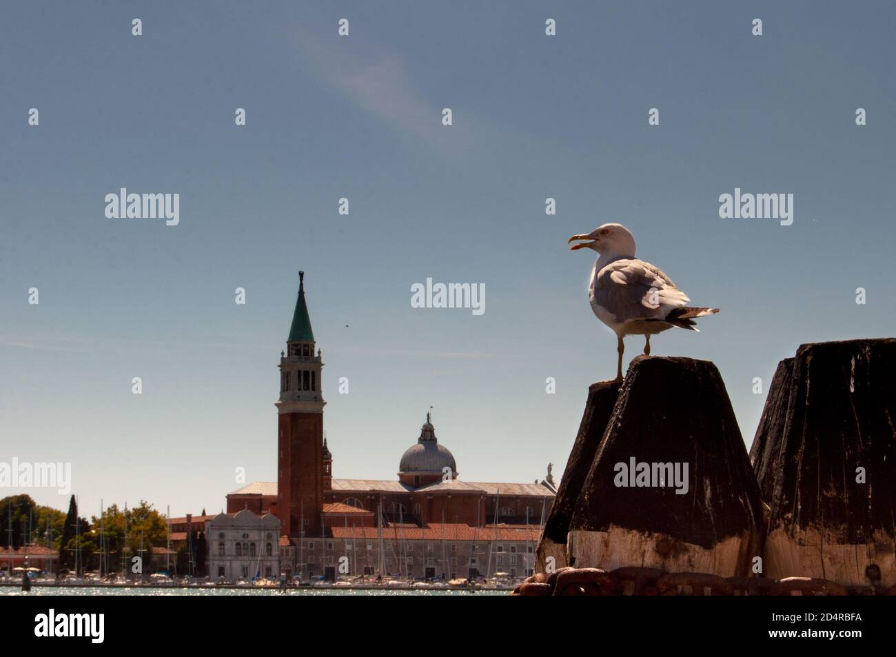 seagull on pole in the lagoon. Venice, Italy Stock Photo