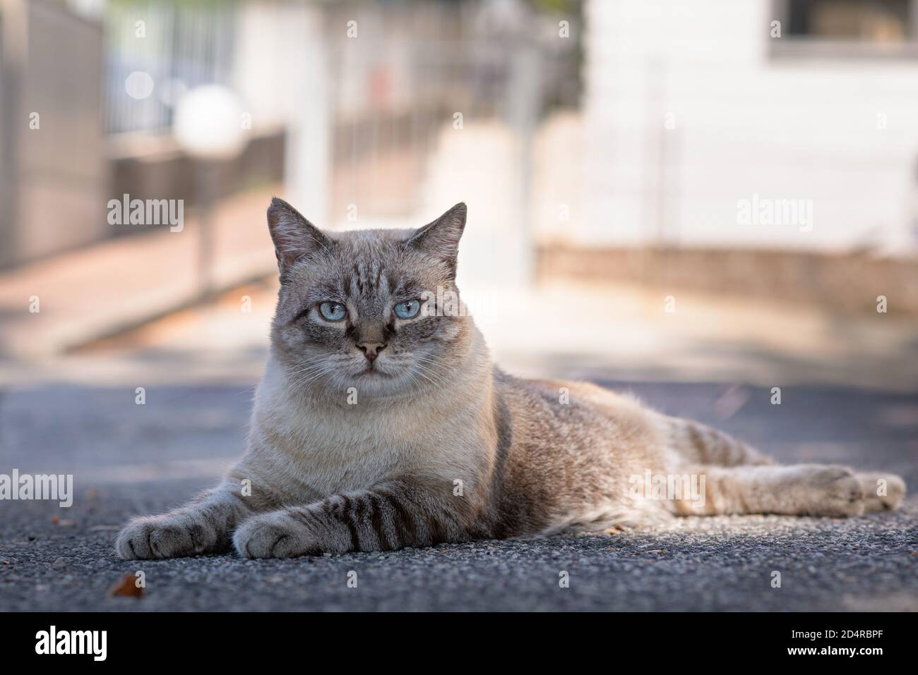 beautifull big male cat on the floor outdoor looking at the camera. blue eyes cat Stock Photo