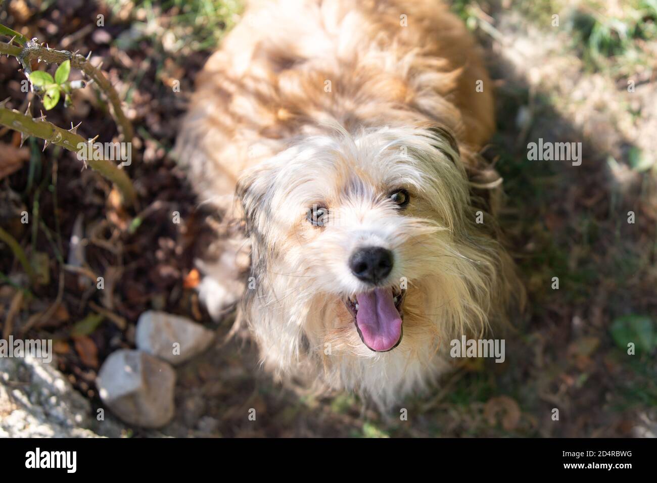 beautiful very hairy dog sitting in the garden, seen from above Stock Photo