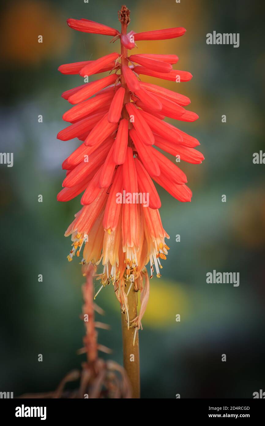 Red hot poker plant (Kniphofia) at MItch Park in Edmond, OK Stock Photo