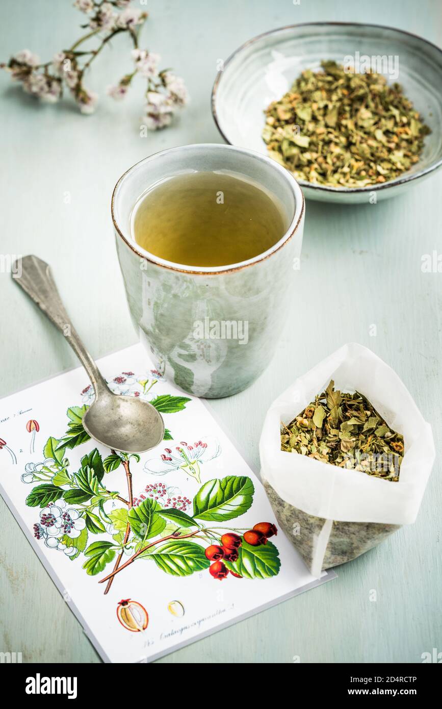 Hawthorn flower tea (Crataegus monogyna) ,this tea is used as a diuretic and a tonic. Stock Photo