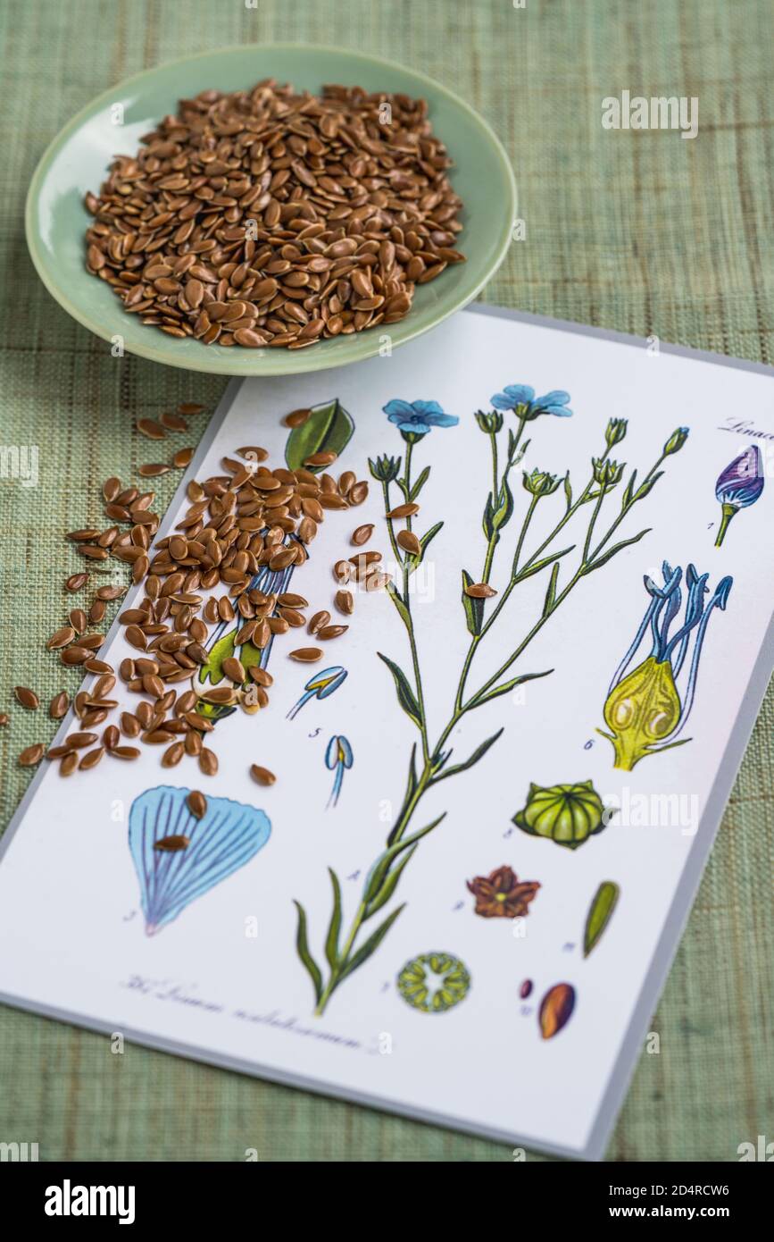 Linseed Picture Linseed flower hi-res stock photography and images - Alamy