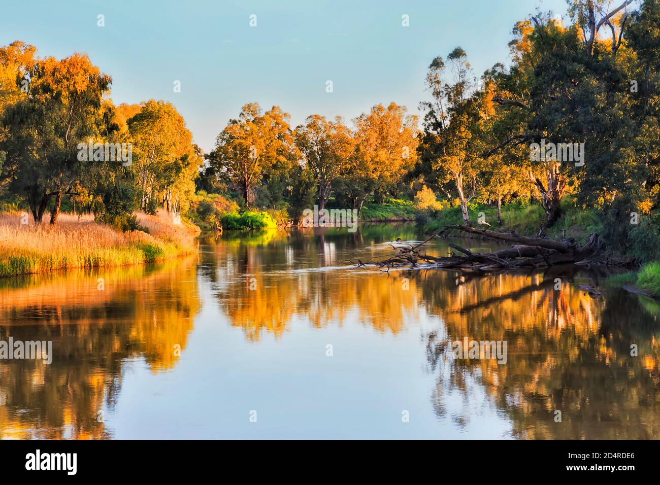 Scenic gumtrees and grass on shores of Macquarie river in Dubbo city of Australia western plains - NSW. Stock Photo