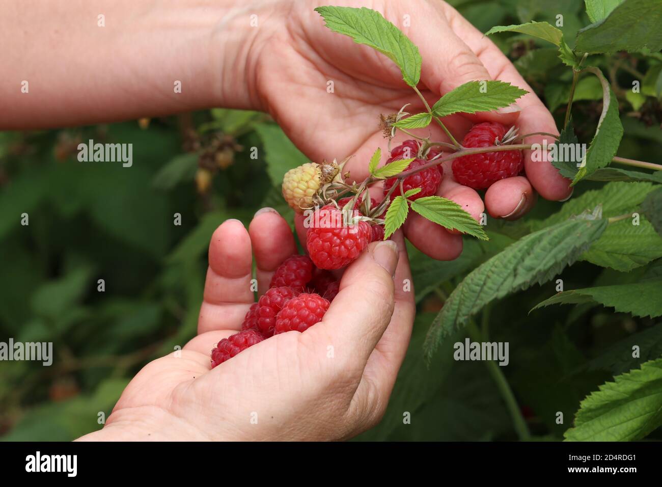 Closeup shot of a woman gathering raspberries Stock Photo - Alamy