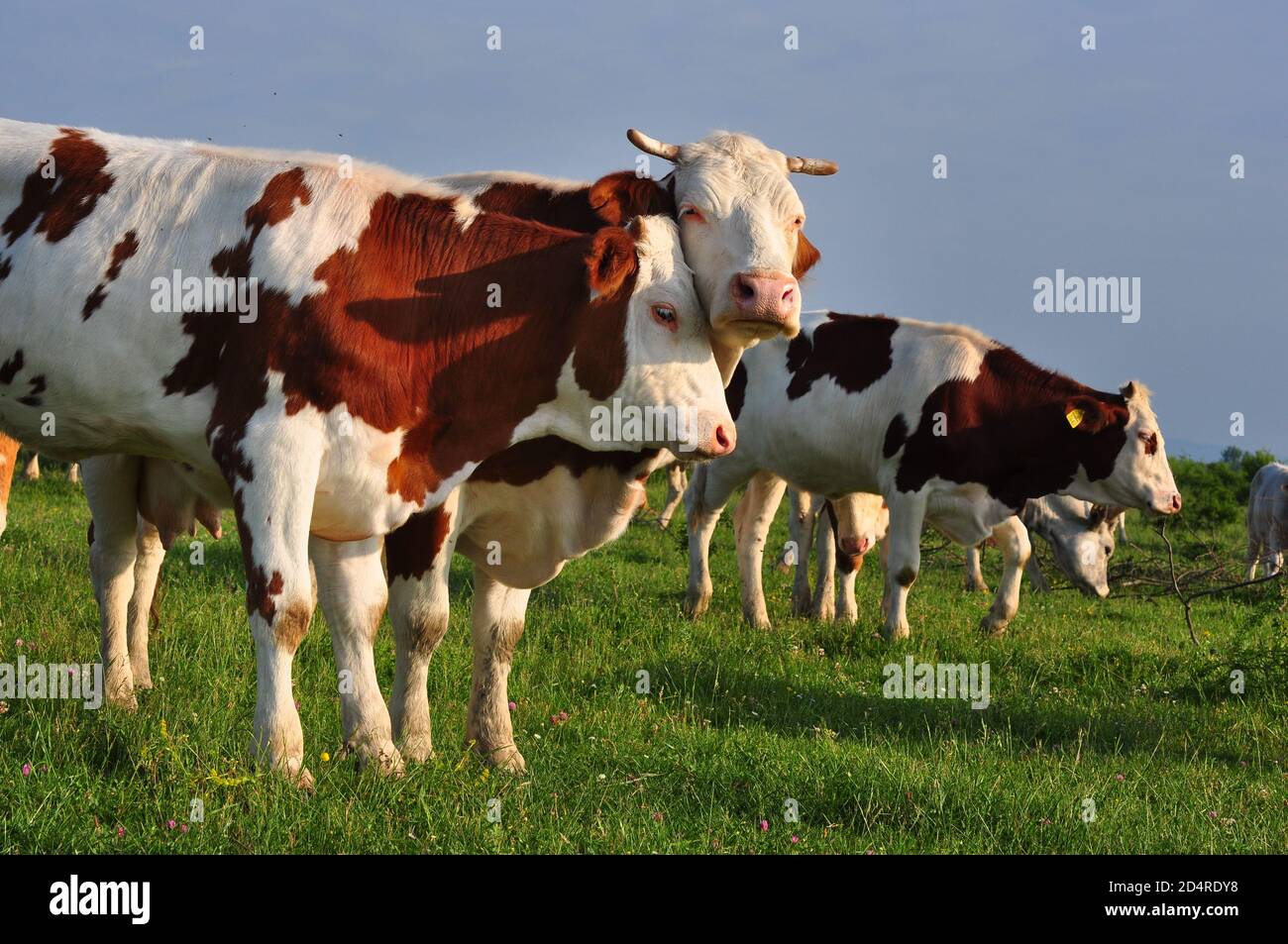 Two cows showing affection, animals have feelings, stop eating animals