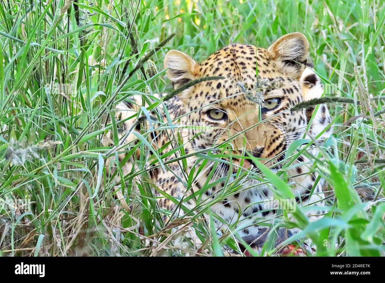 An African Leopard (Panthera pardus) hiding in grass at Okonjima, Otjozondjupa Region, Namibia. Stock Photo