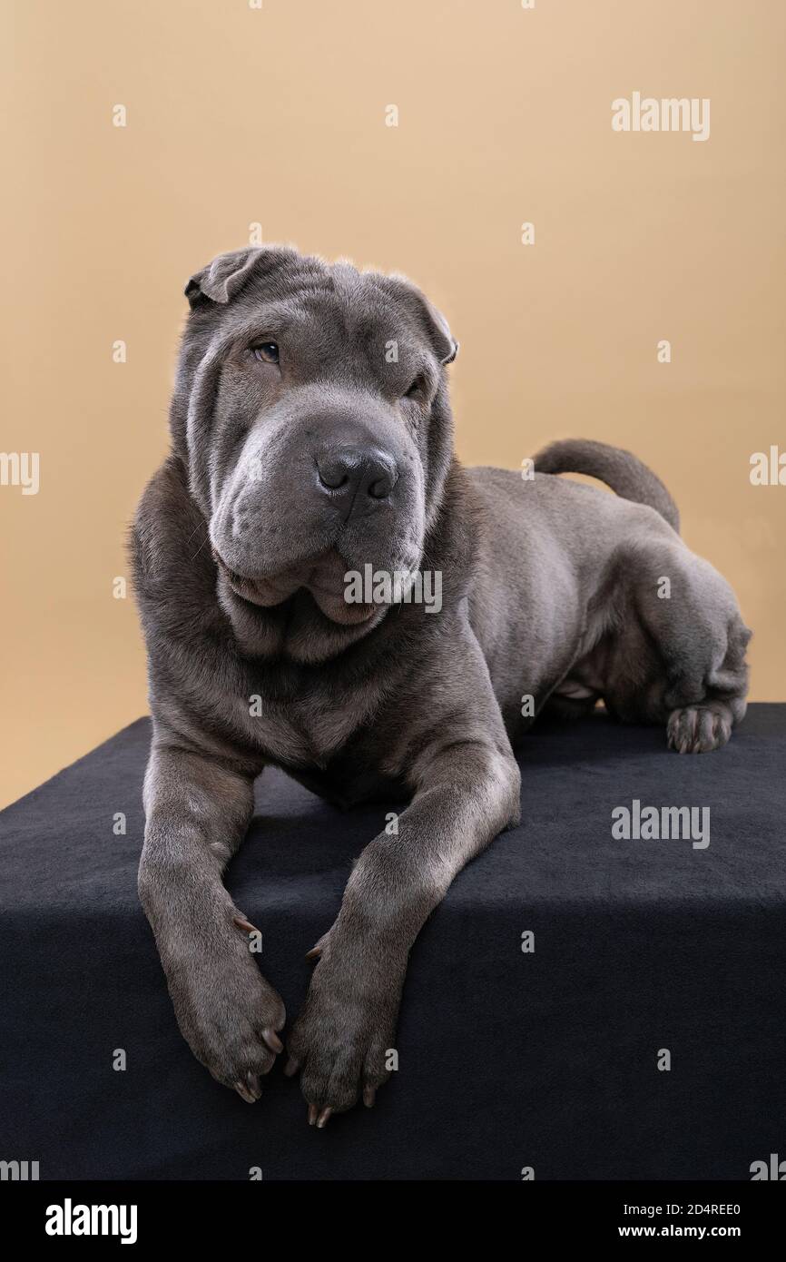 A Standing grey Sharpei dog looking at the camera isolated on a beige background Stock Photo