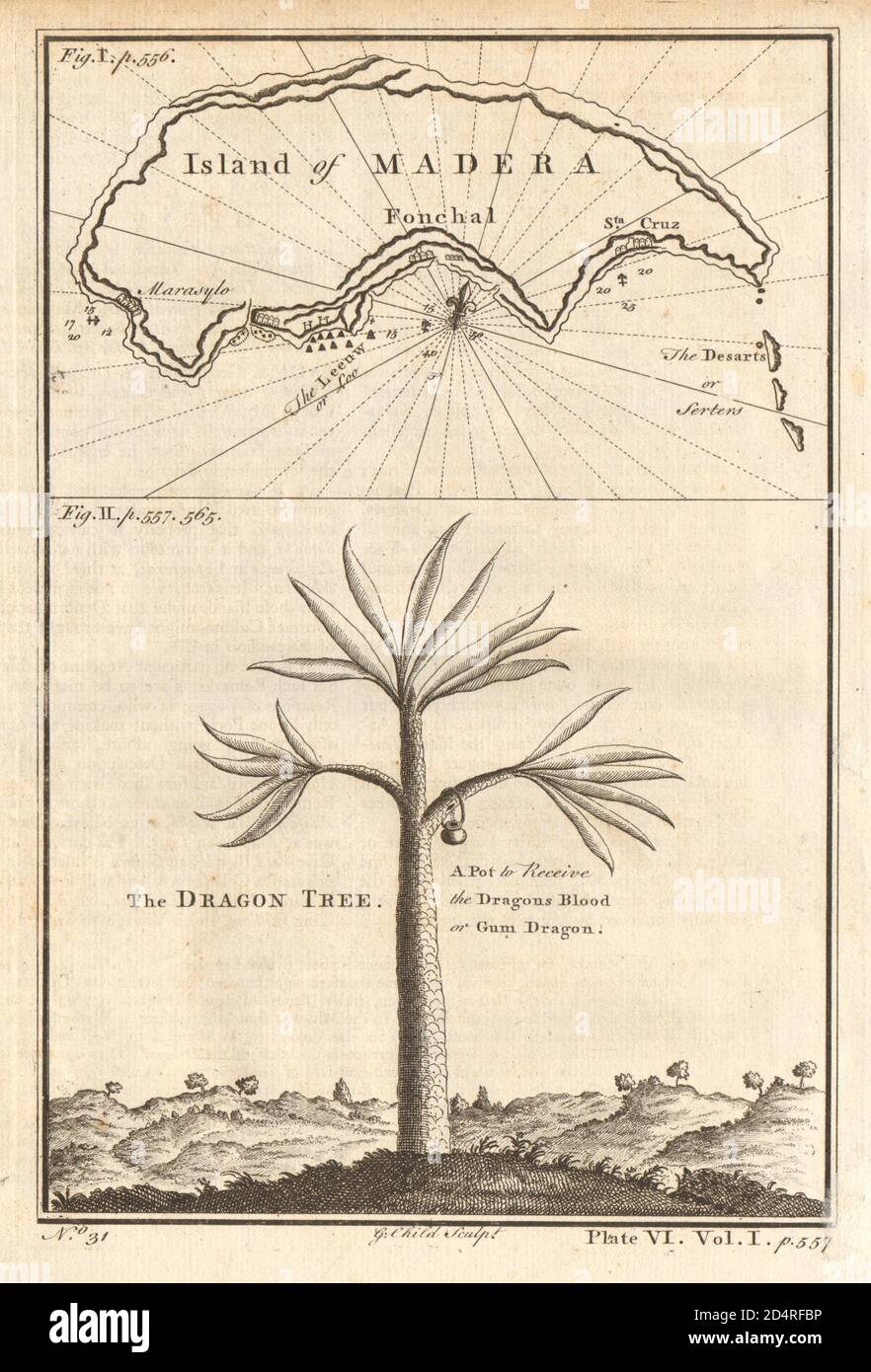 Island of Madera (Madeira). The Dragon Tree. CHILD 1745 old antique map chart Stock Photo