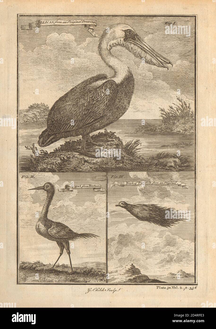 Pelican. The Aygret / Egret. The bird of paradise. West African birds 1745 Stock Photo