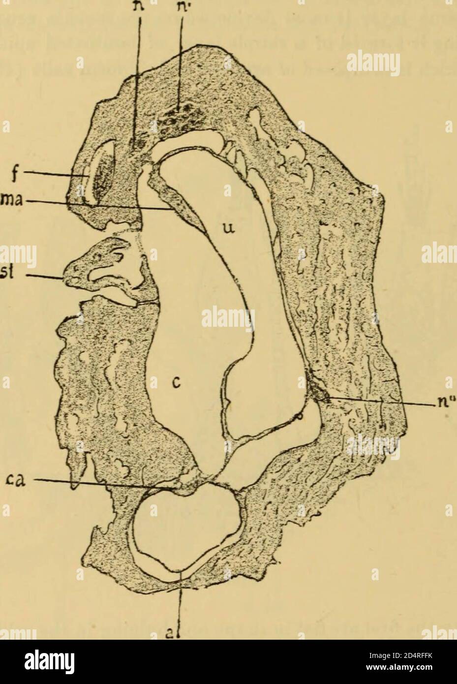 A text-book of the diseases of the ear and adjacent organs (1894) Stock Photo