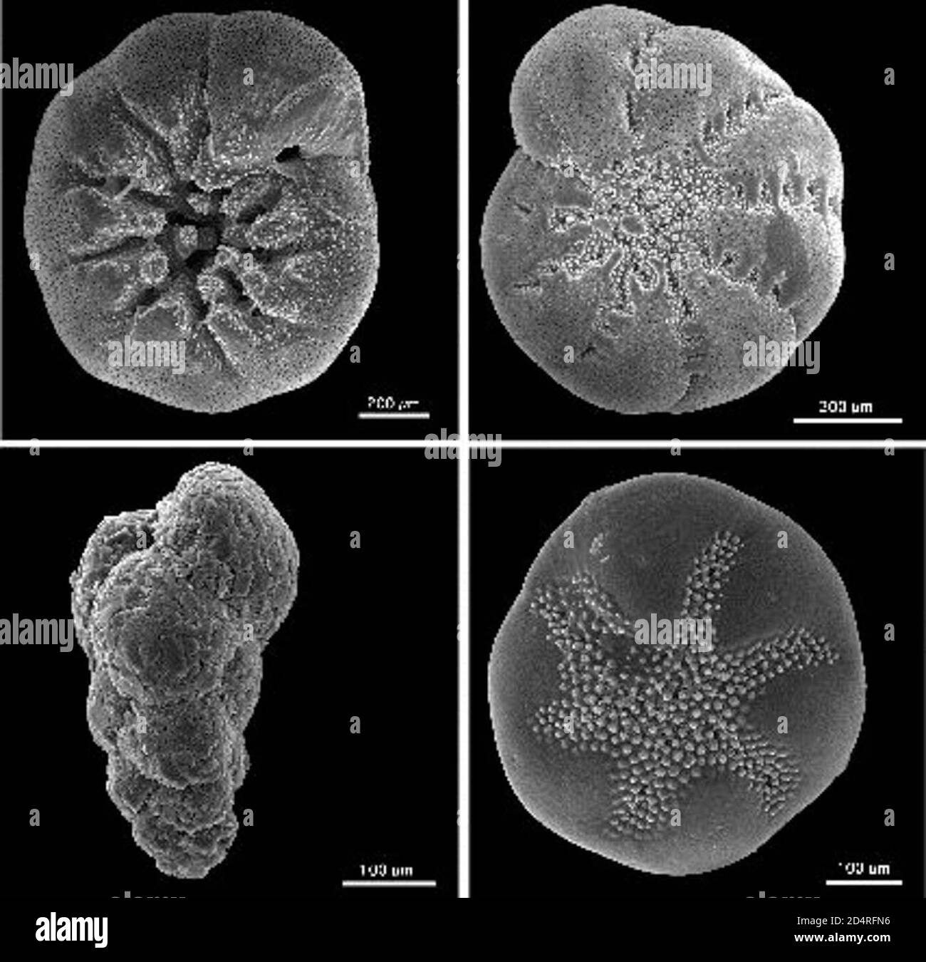 Ventral view Black and White Stock Photos & Images Alamy