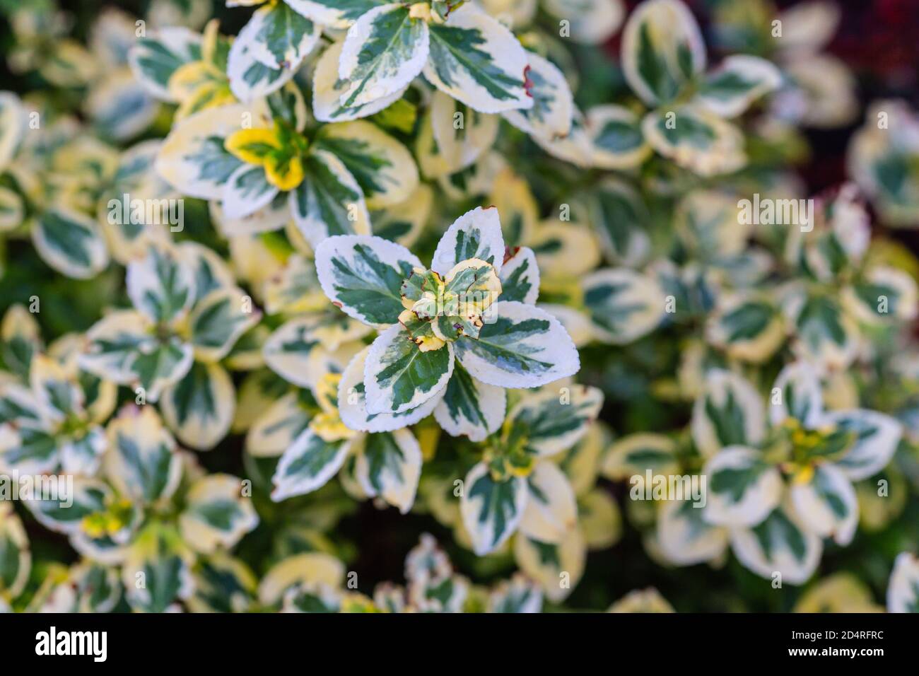 Top view of a Euonymus Japonicus plant leaves Stock Photo