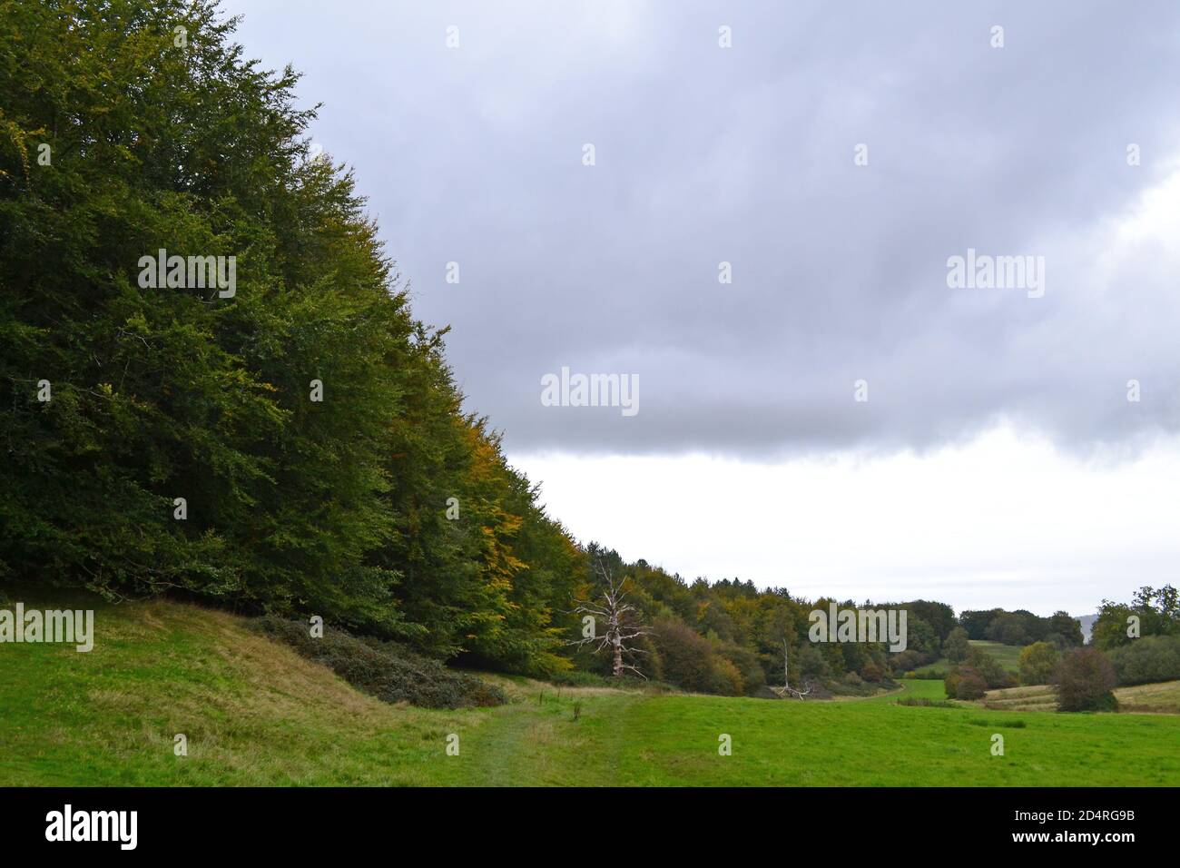 Woods on shallow valley of River Darent as it emerges as a stream from a spring south of Westerham. Curve of woods, grey sky, Kent, England, green Stock Photo