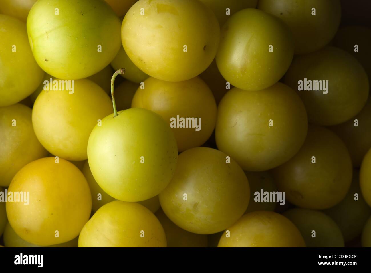 8 - Medium shot of many yellow mirabelle plums, ready to eat. One has a stalk left in. Vibrant color and directional lighting creates texture. Stock Photo
