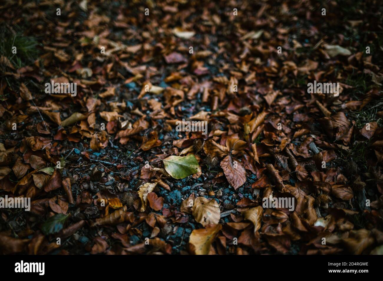 Wet yellow leaves hi-res stock photography and images - Alamy