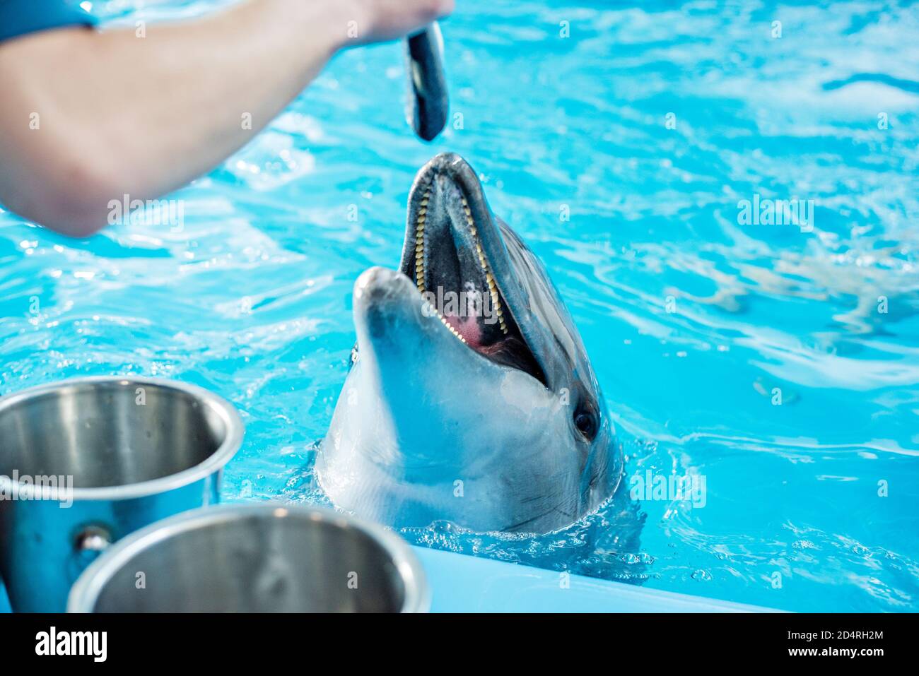 Care, rehabilitation, bathing, diving, games, fun and entertainment