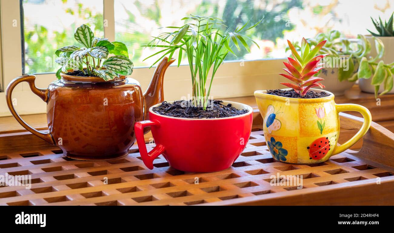 Sustainable Sugar Waste High Resolution Stock Photography and Images