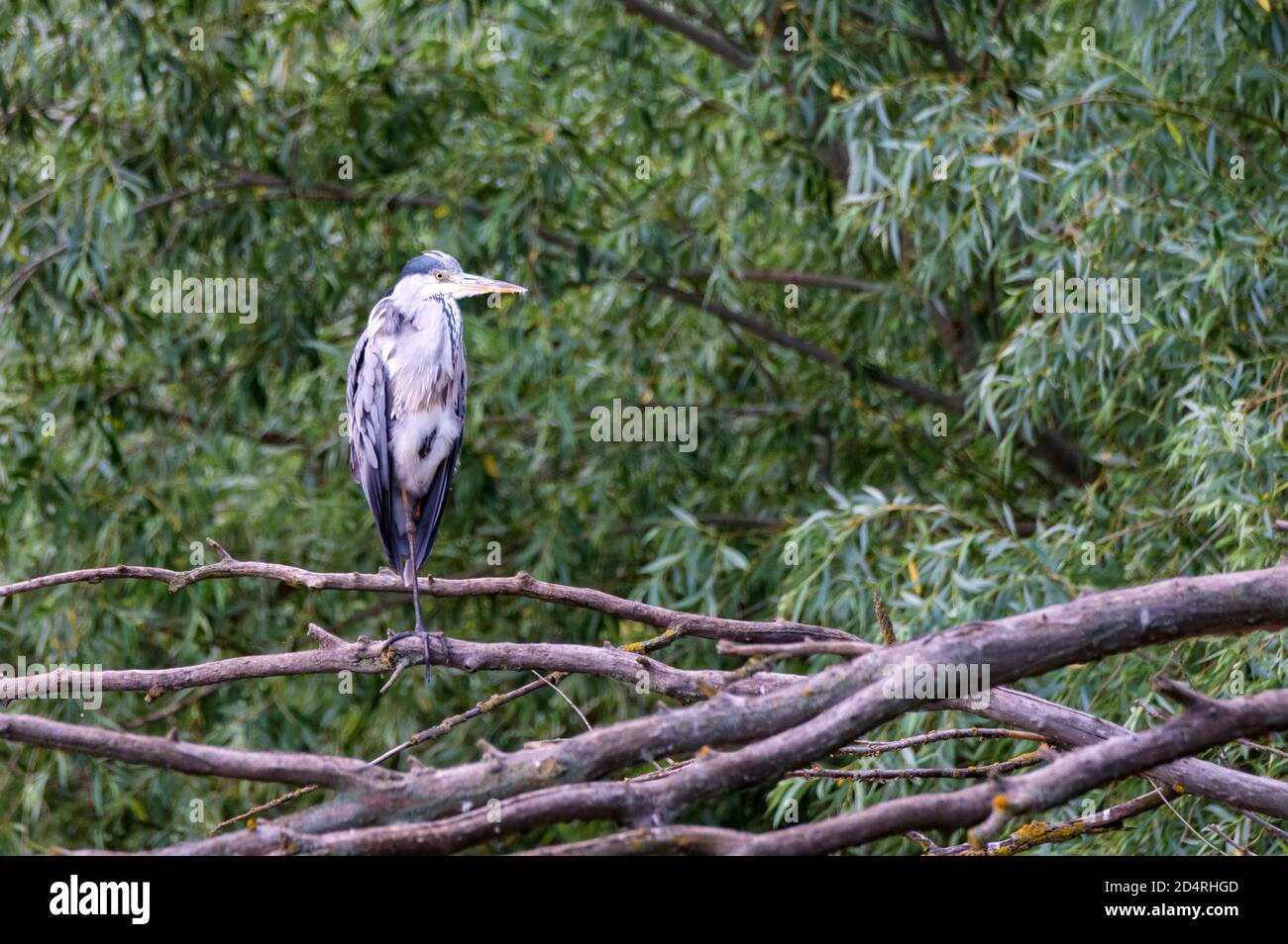 Gray heron sitting on the gray tree Stock Photo