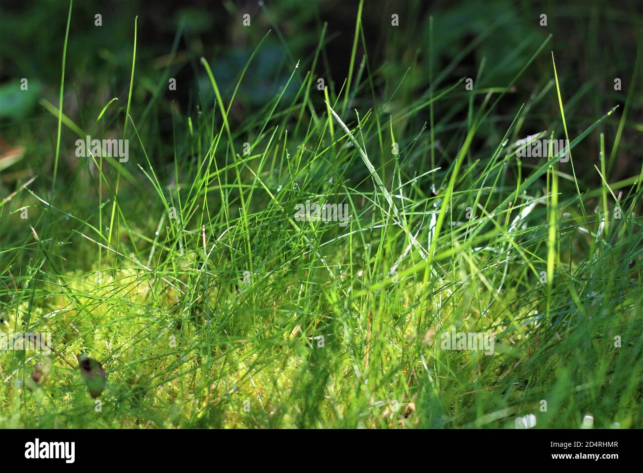 Green lawn with moss and dew drops in the morning sun Stock Photo