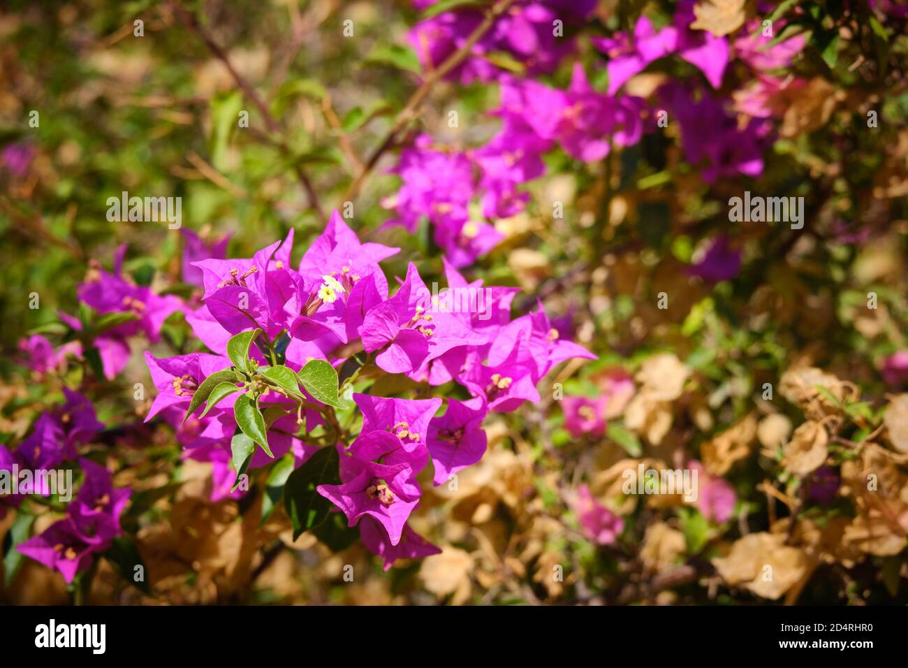 Purple flowers of thorny ornamental Bougainvillea spectabilis Stock Photo