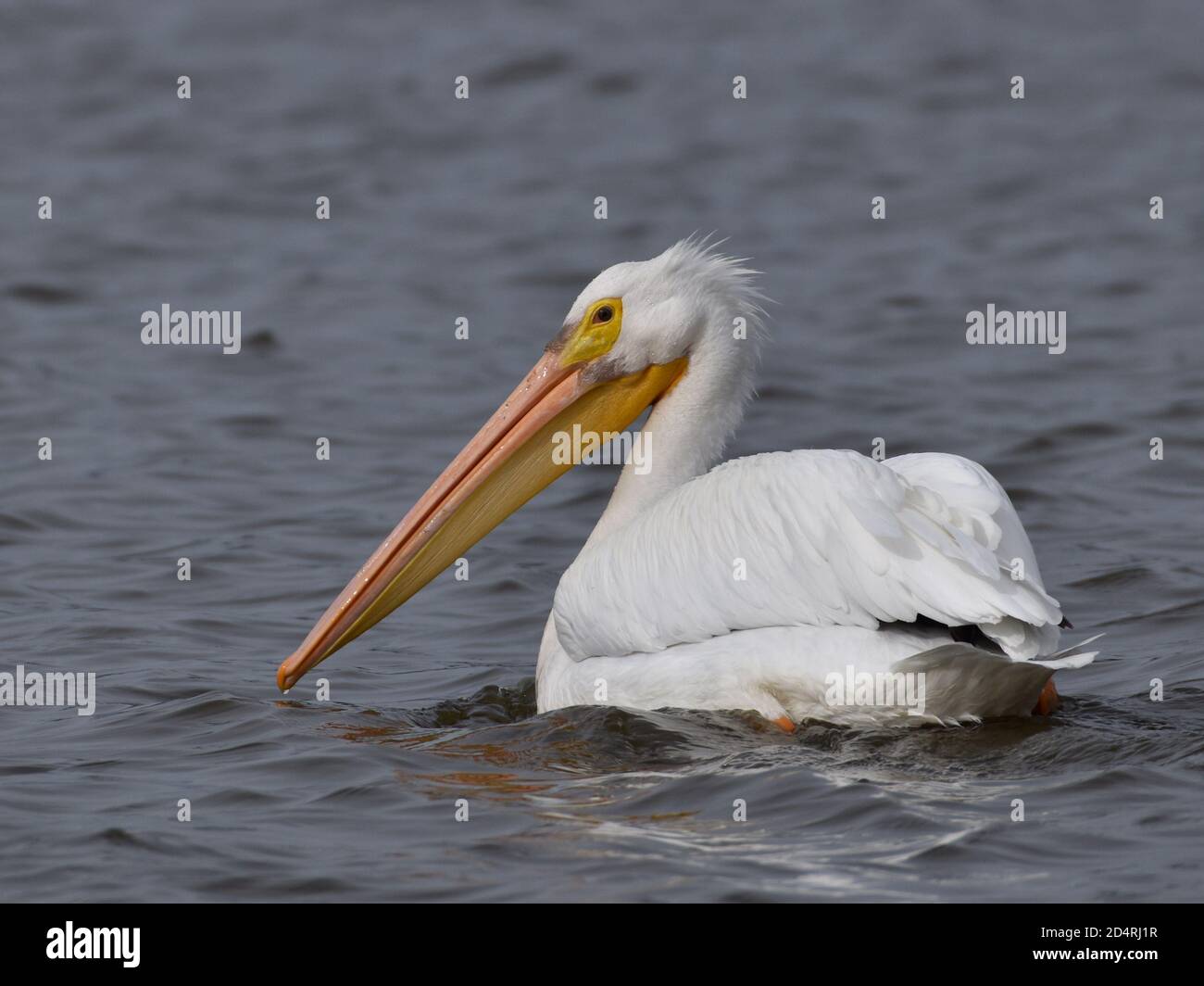 An American white pelican (Pelecanus erythrorhynchos) glances back as it swims on the surface of Harkins Slough, in California Stock Photo