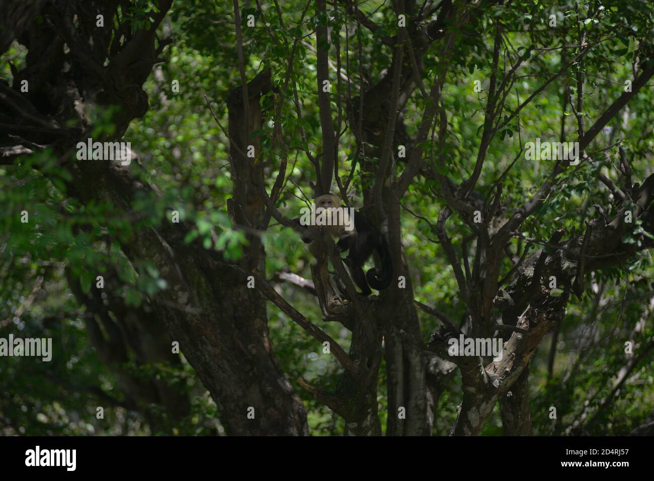 National tree of el salvador hires stock photography and images Alamy
