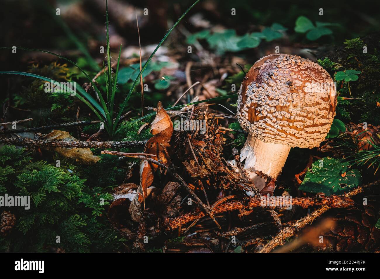 The blusher is the common name for several closely related species of the genus Amanita rubescens and novinupta. Stock Photo