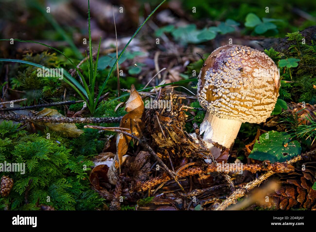 The blusher is the common name for several closely related species of the genus Amanita rubescens and novinupta. Stock Photo