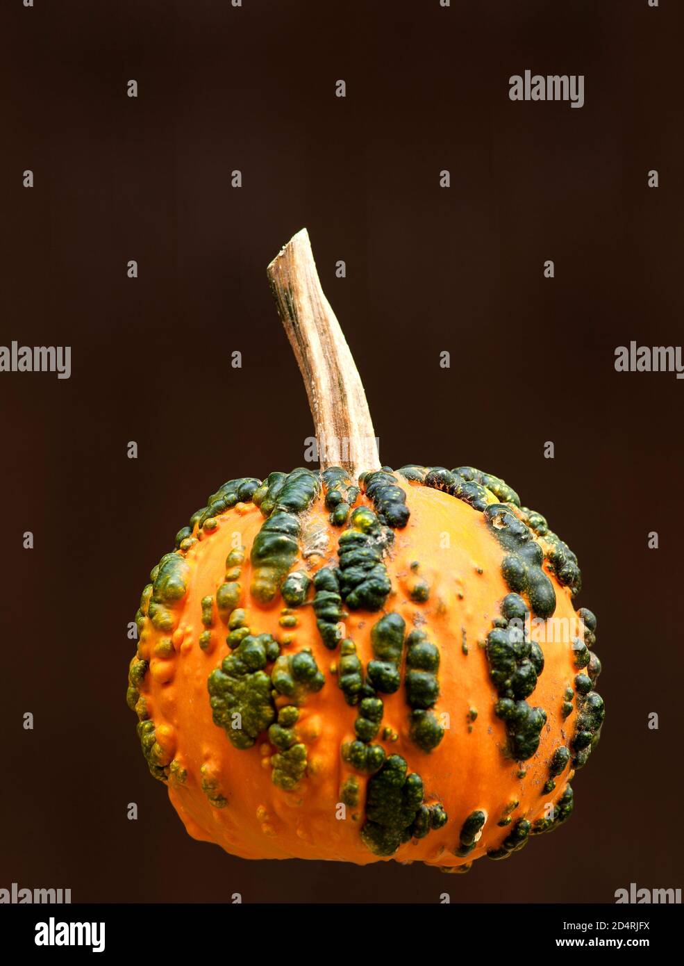 Warty goblin pumpkin Stock Photo