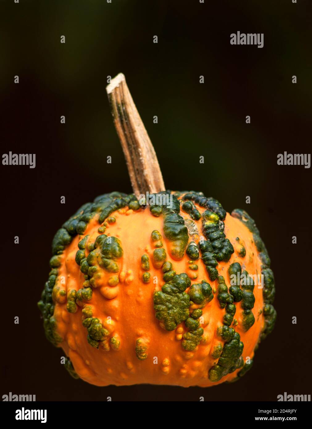 Warty goblin pumpkin Stock Photo