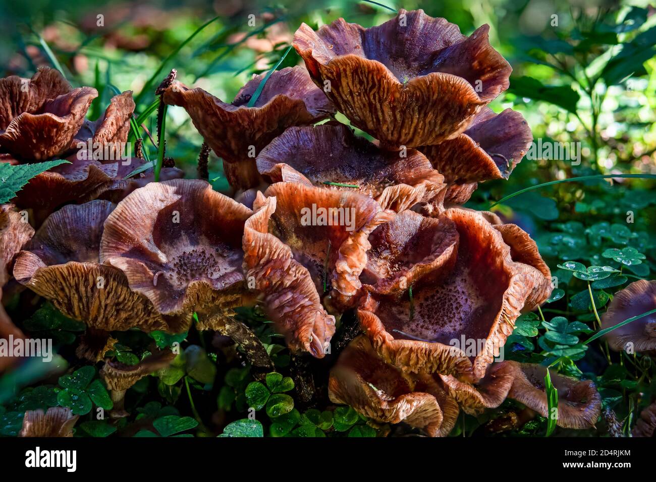 Armillaria ostoyae or solidipes is a species of plant-pathogenic fungus mushroom in the family Physalacriaceae Stock Photo