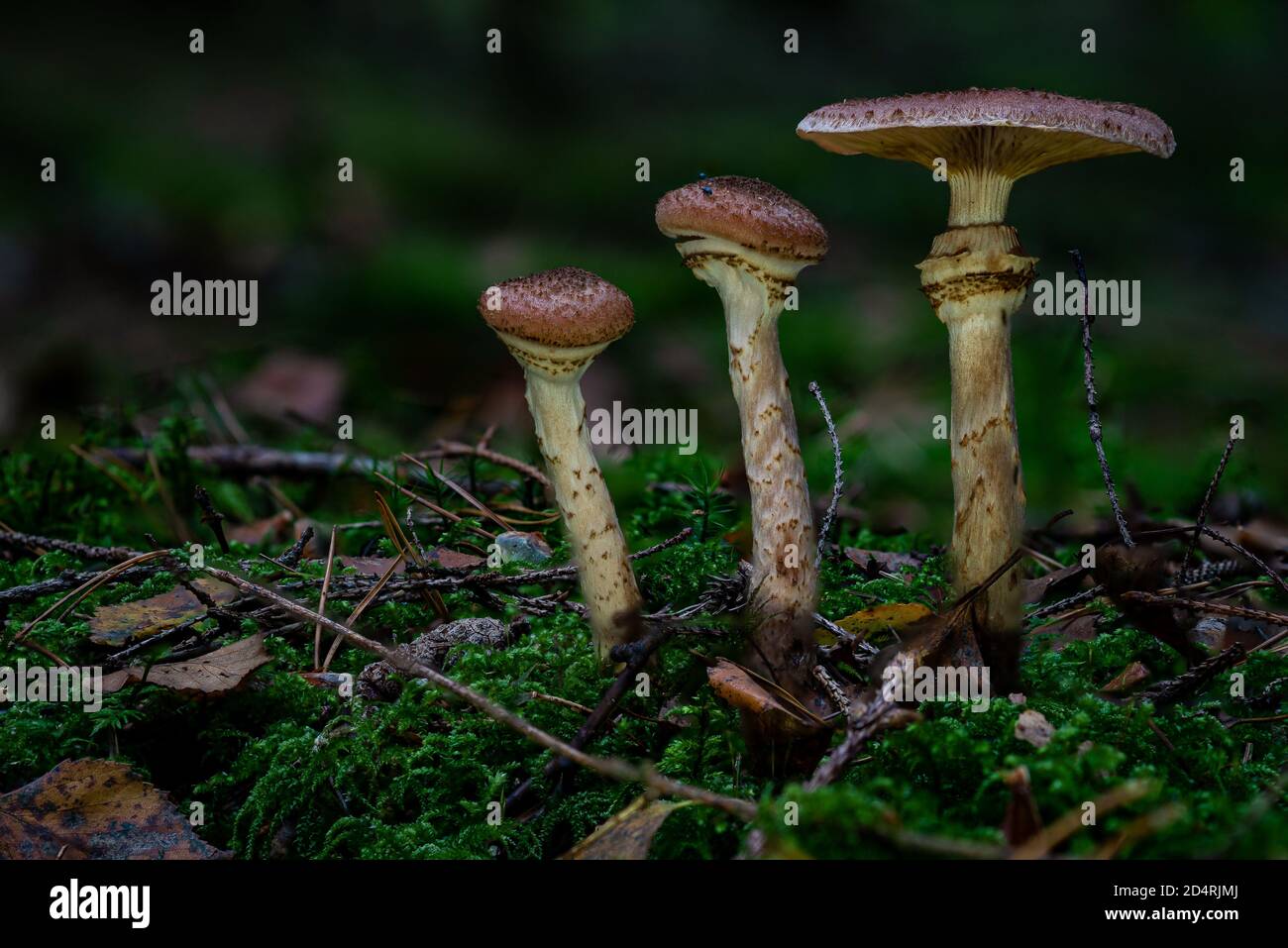 Armillaria ostoyae or solidipes is a species of plant-pathogenic fungus mushroom in the family Physalacriaceae Stock Photo