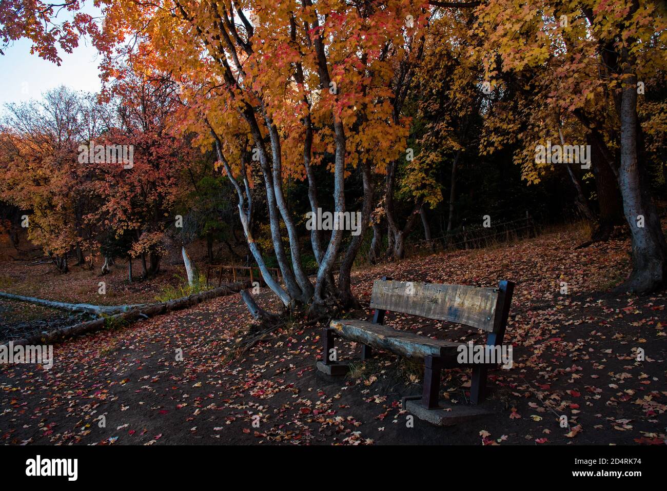 Wooden bench amid the beautiful colors of a soft Autumn morning. Stock Photo