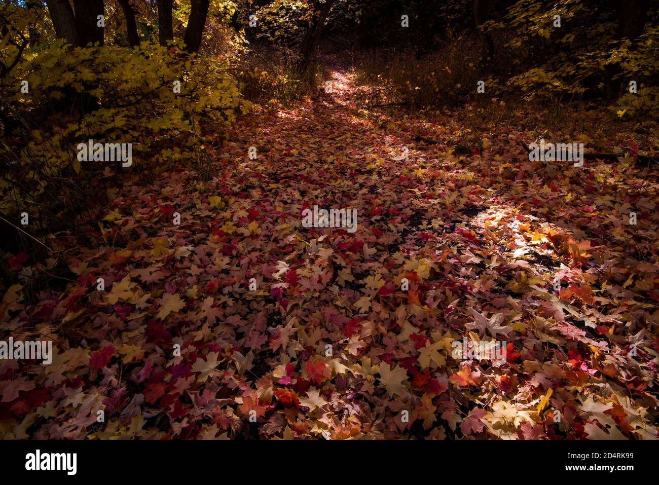 Fallen Autumn leaves on the forest floor.  The fall leaves create a carpet of color on the landscape, Stock Photo