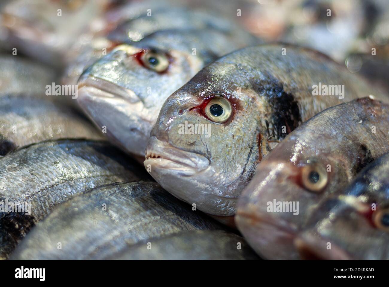 Raw dorado fish (gilthead bream, Sparus auratus) at fish market, close up Stock Photo