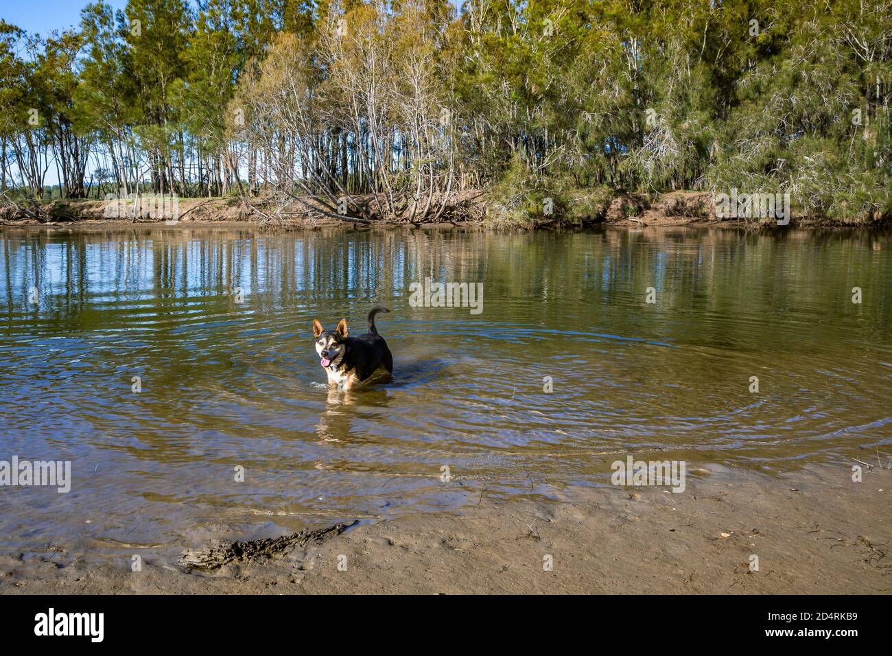 Dog playing in the water Stock Photo
