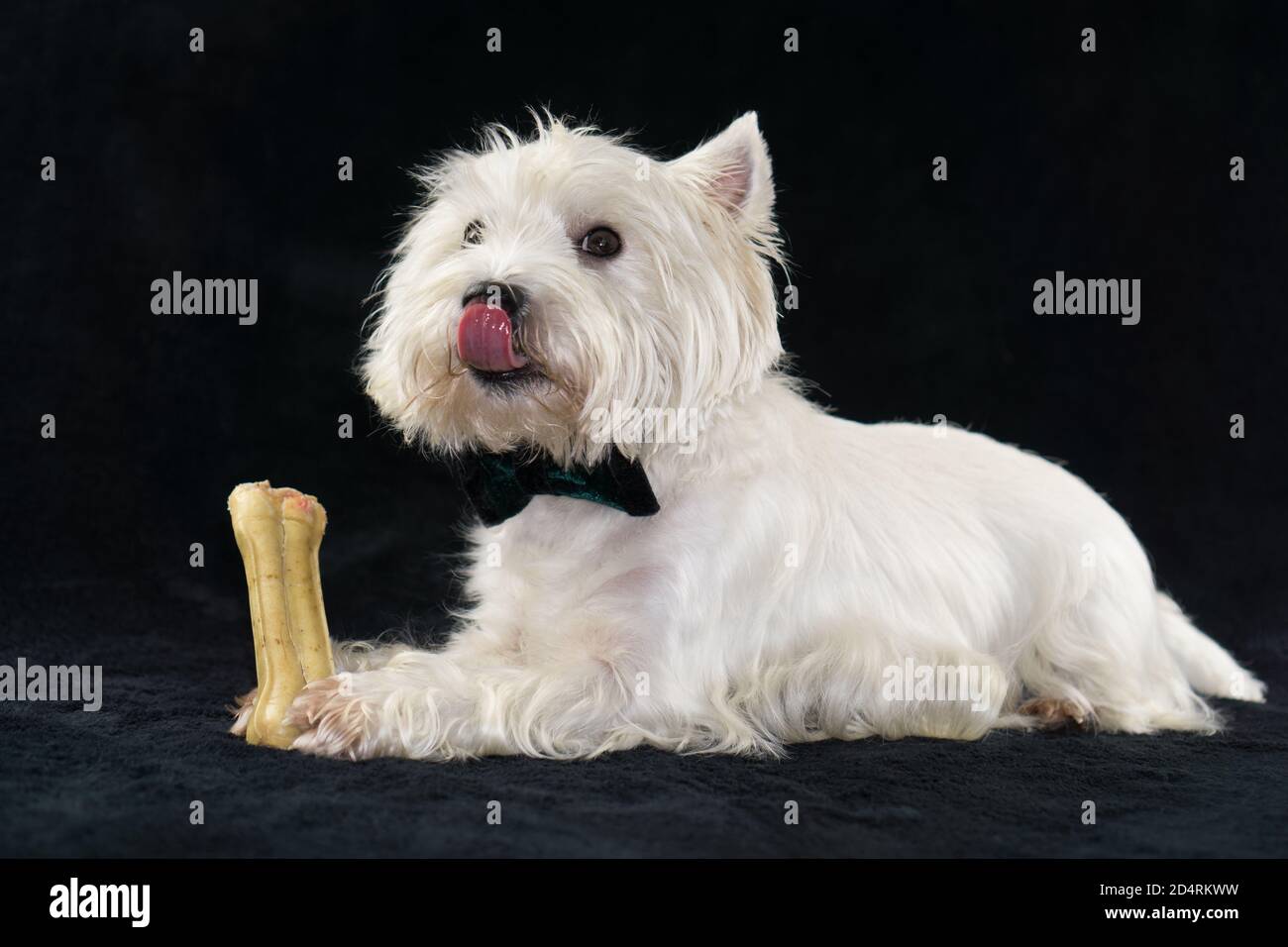 Closeup shot of West Highland White Terrier with a bone on black background Stock Photo