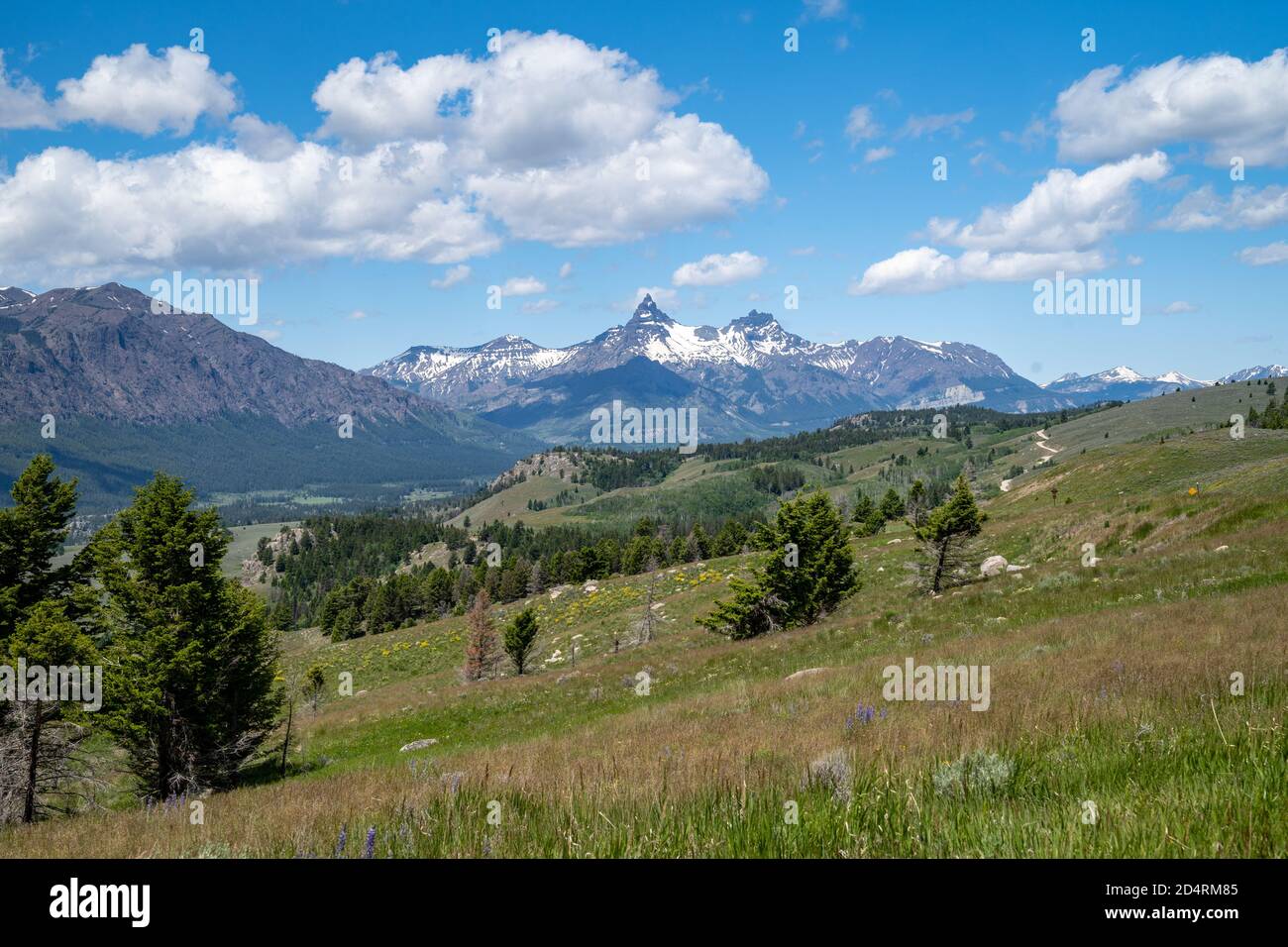 Beautiful meadow along the Beartooth Highway, lookout out at the Absaroka range Stock Photo