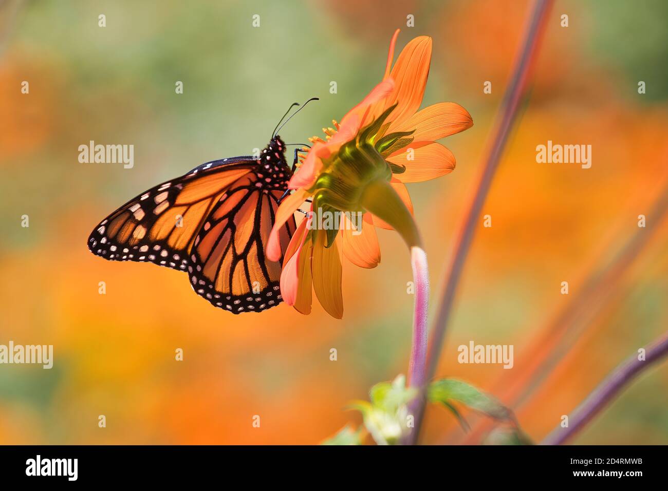 Beautiful monarch butterfly seen from below resting on an orange flower. Stock Photo