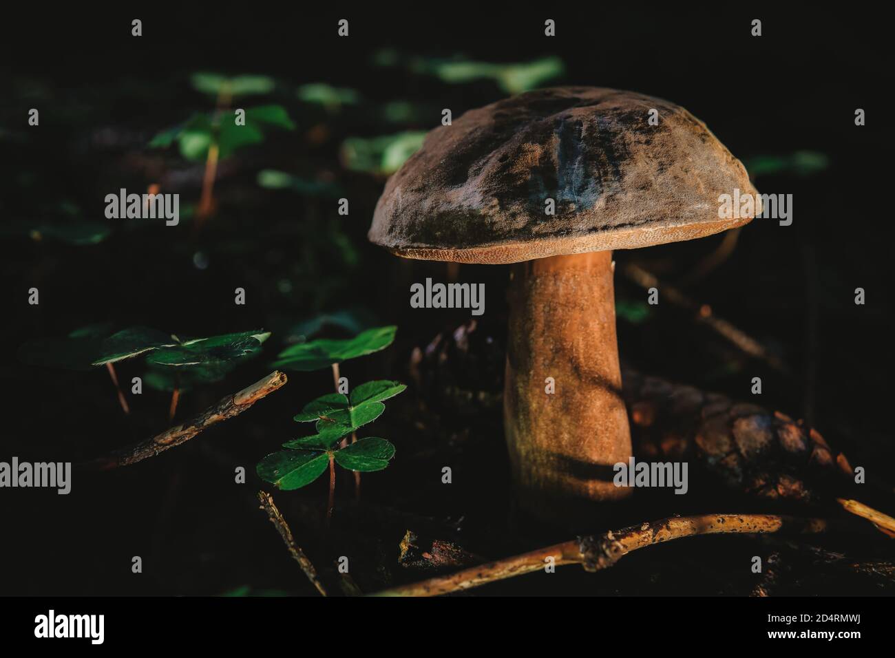 Tylopilus felleus, commonly known as the bitter bolete or the bitter tylopilus, is a fungus of the bolete family. Stock Photo